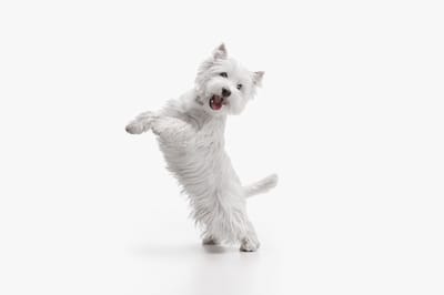 Μην Αφήσεις τον Σκύλο σου σε Pet Sitter Πριν Ρωτήσεις Αυτά τα 8 Πράγματα