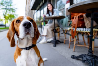 Το Κατοικίδιό σου Μπορεί να Μην Θέλει Pet Sitter — Και Υπάρχει Λόγος