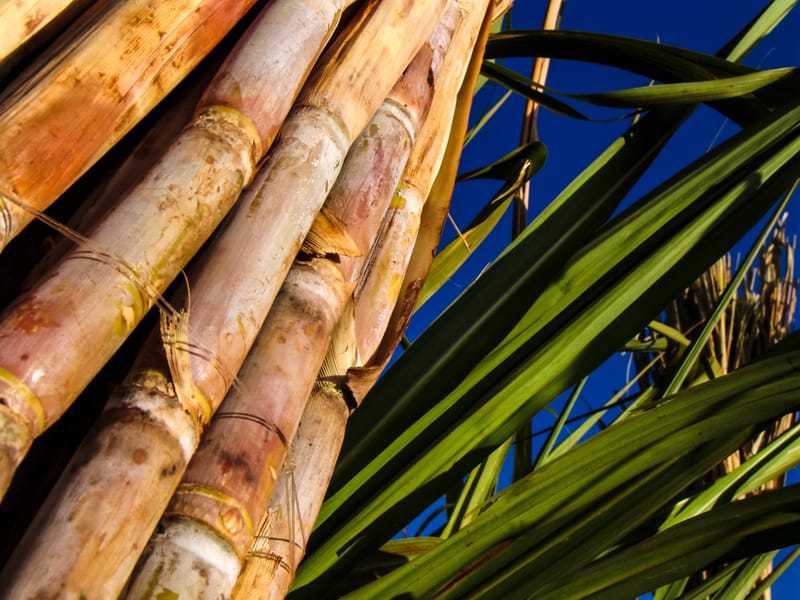 Cana de açúcar