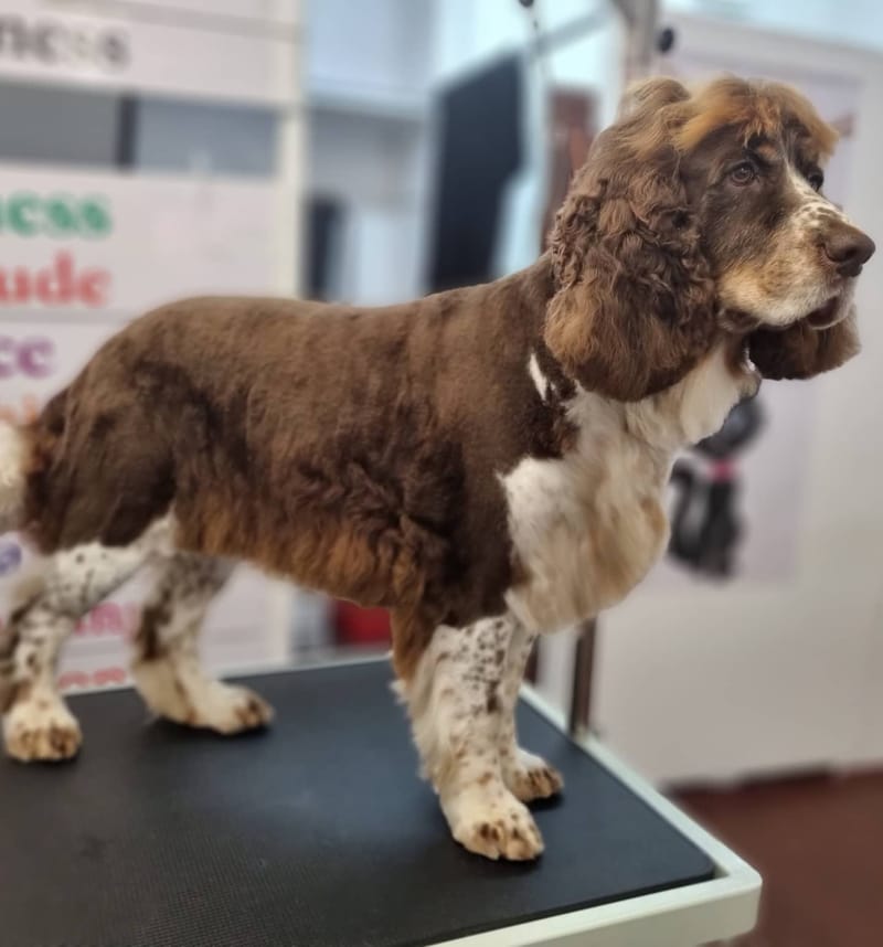 The Pet Spa Mangere