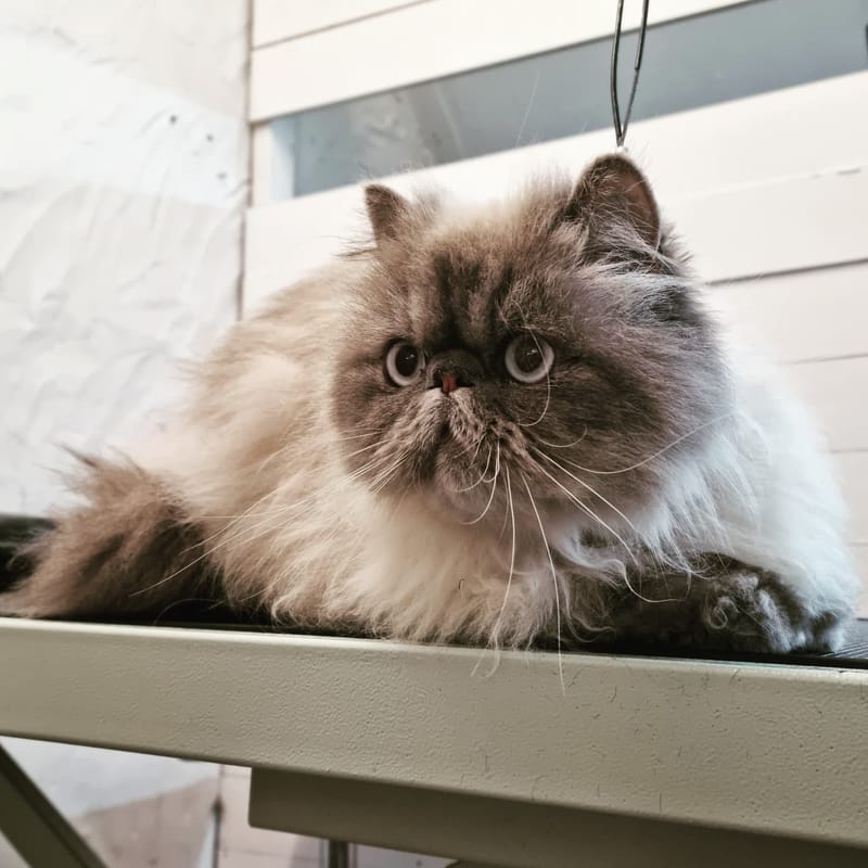 The Pet Spa Mangere