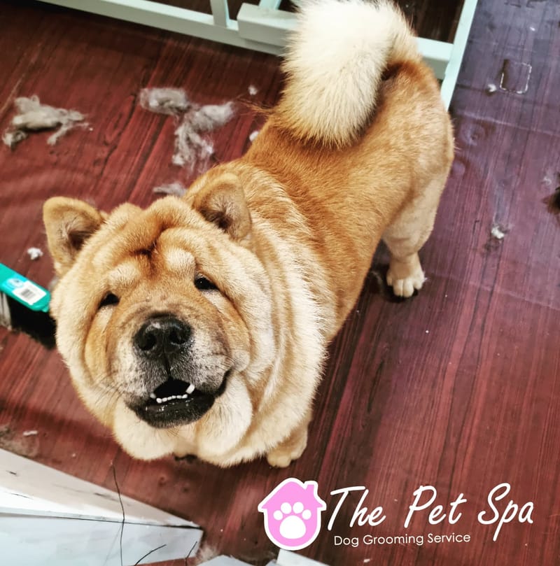 The Pet Spa Mangere