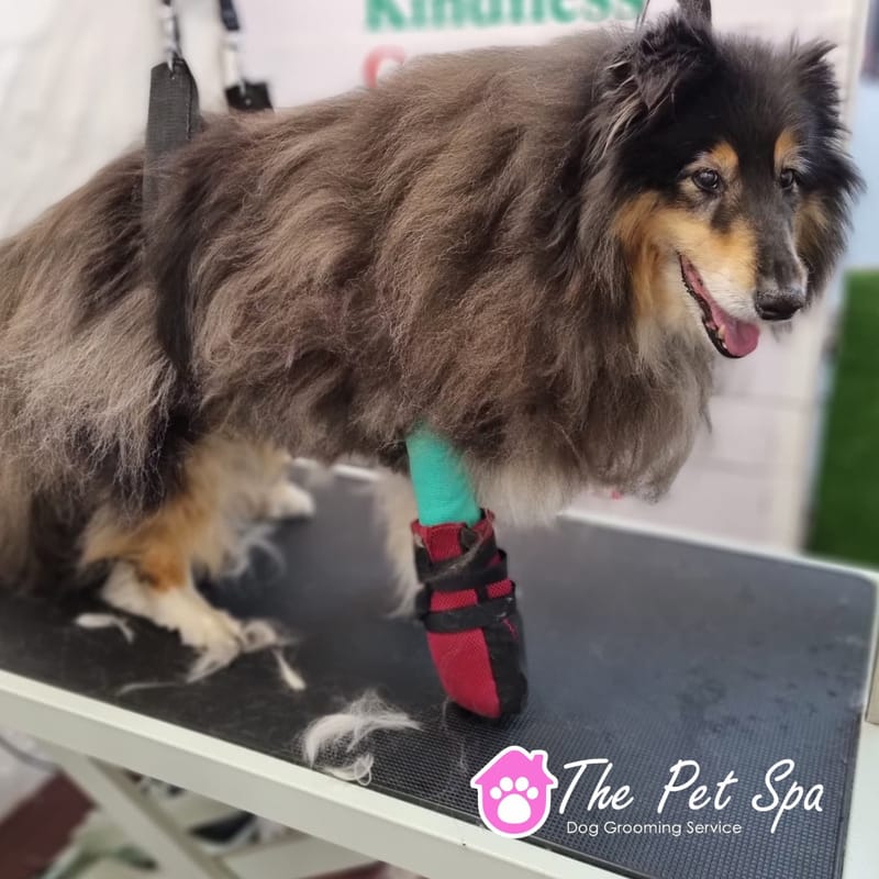 The Pet Spa Mangere