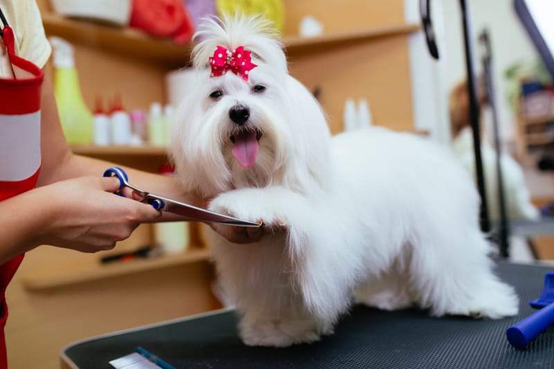 The Pet Spa