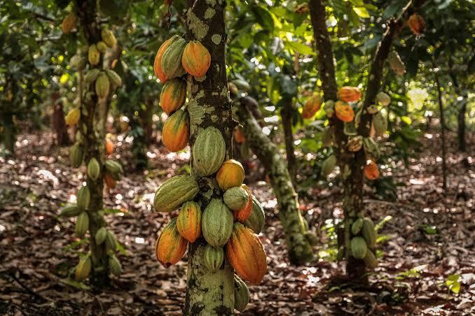 RAW COCOA BEAN