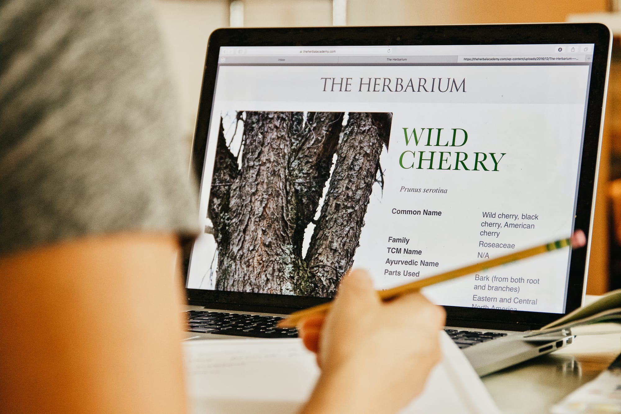 Unlock Herbal Wisdom with The Herbarium: The Ultimate Online Herbal Learning Platform for Plant Lovers