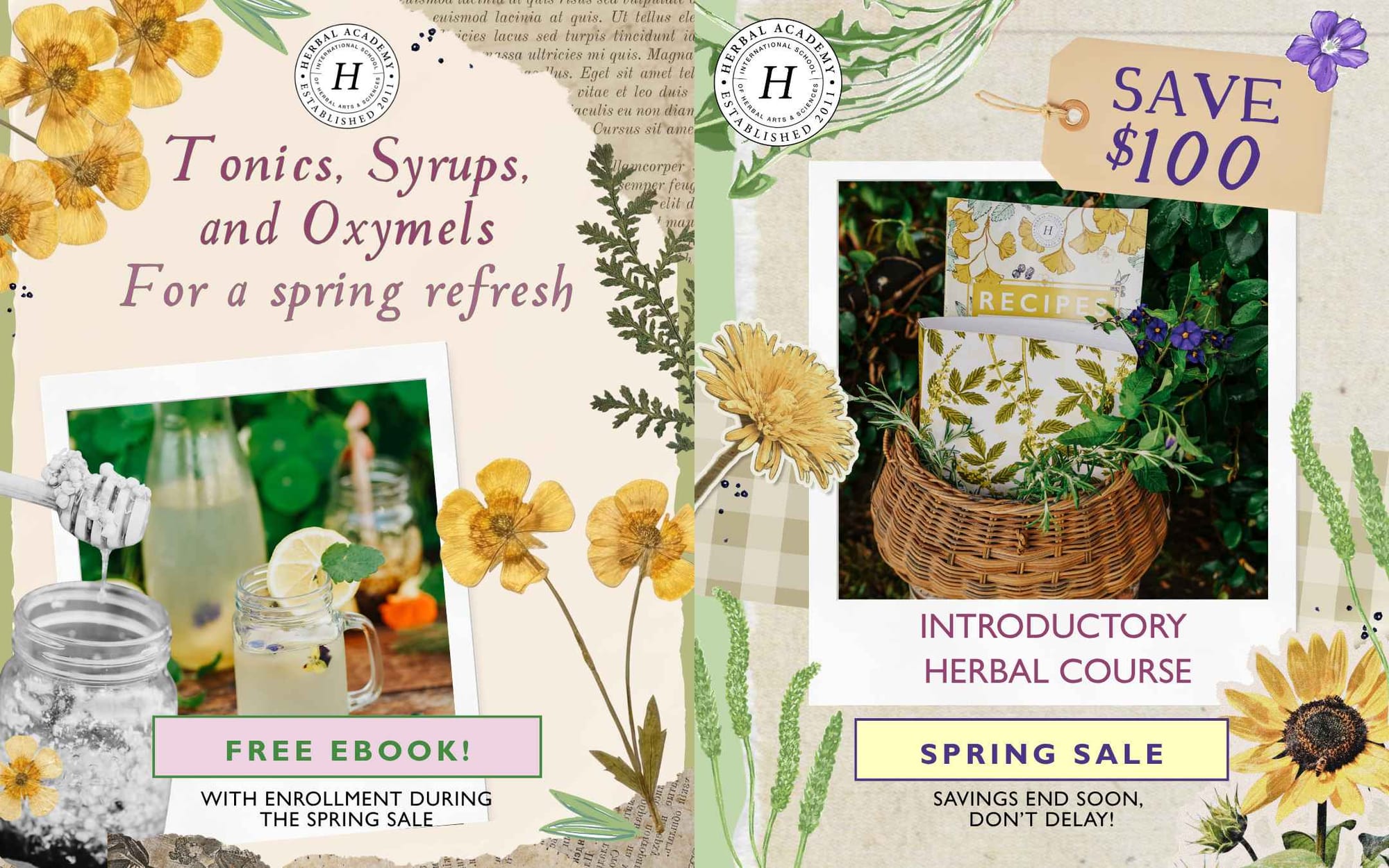 šæ Herbalist Day 2026: How Ancient Plant Wisdom Can Transform Your Health (Free Ebook + Courses Inside)