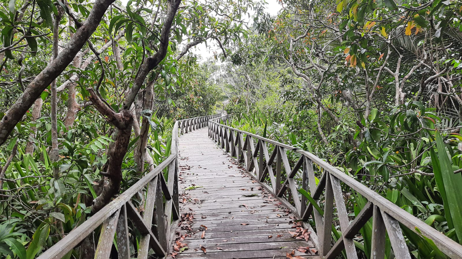 Pulau Bakut