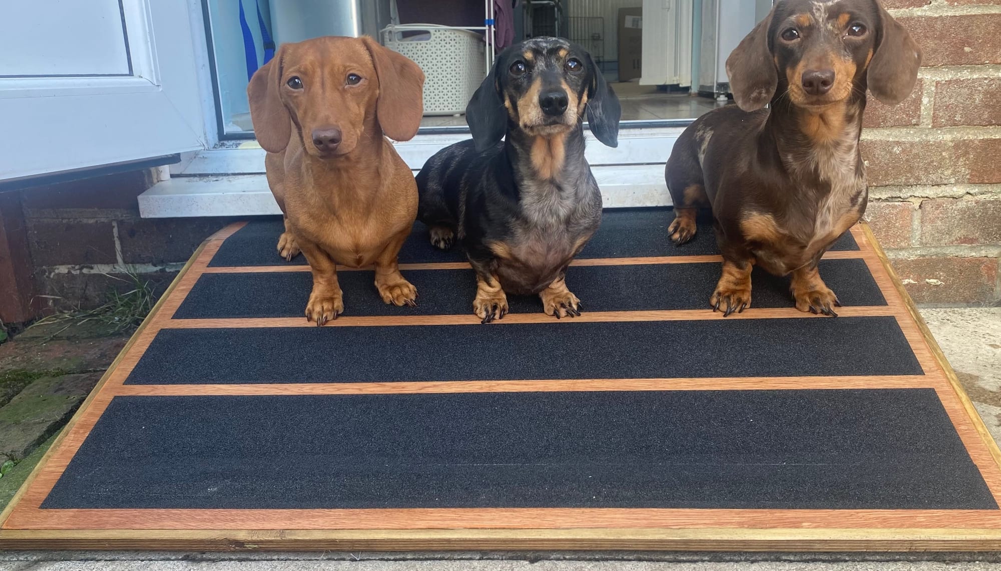 Strong Ramps for all Breeds.