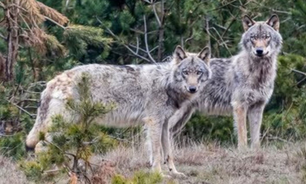 Wolvenpraat in Zeist