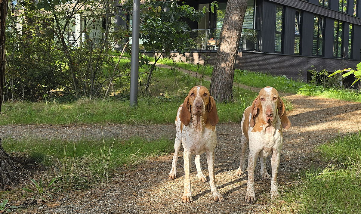 Vernieuwde wijk Kerckebosch Zeist-Oost