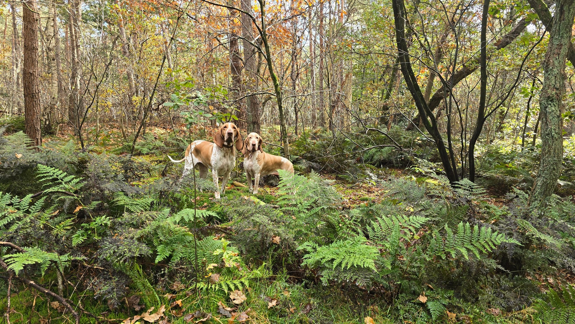 Herfst, zwammen en paddenstoelen