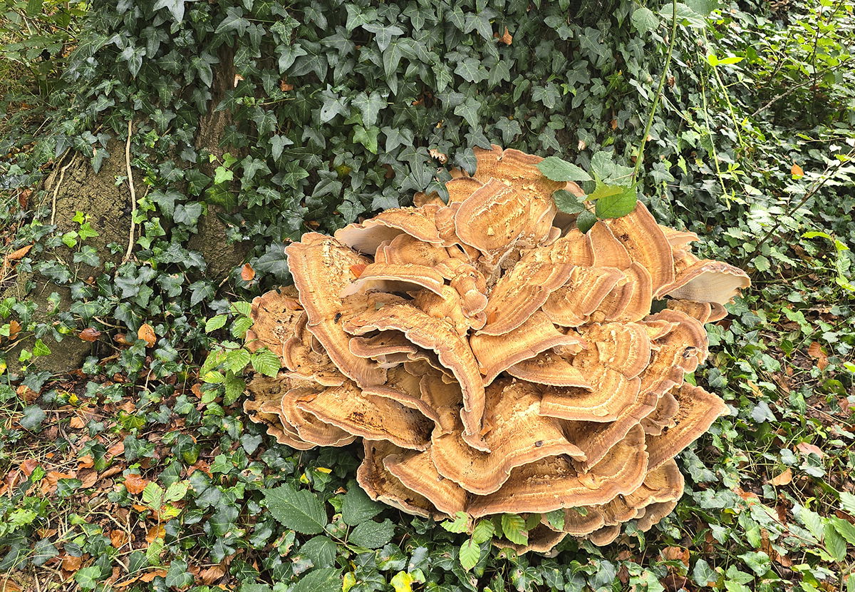 Reuzenzwam - Meripilus giganteus