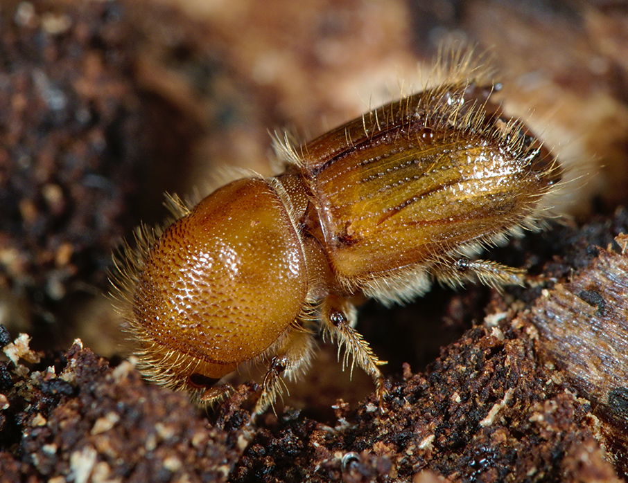 The typesetter (Ips typographus) and dead wood