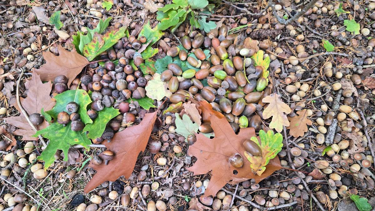 Found in Zeist: Trump Acorn