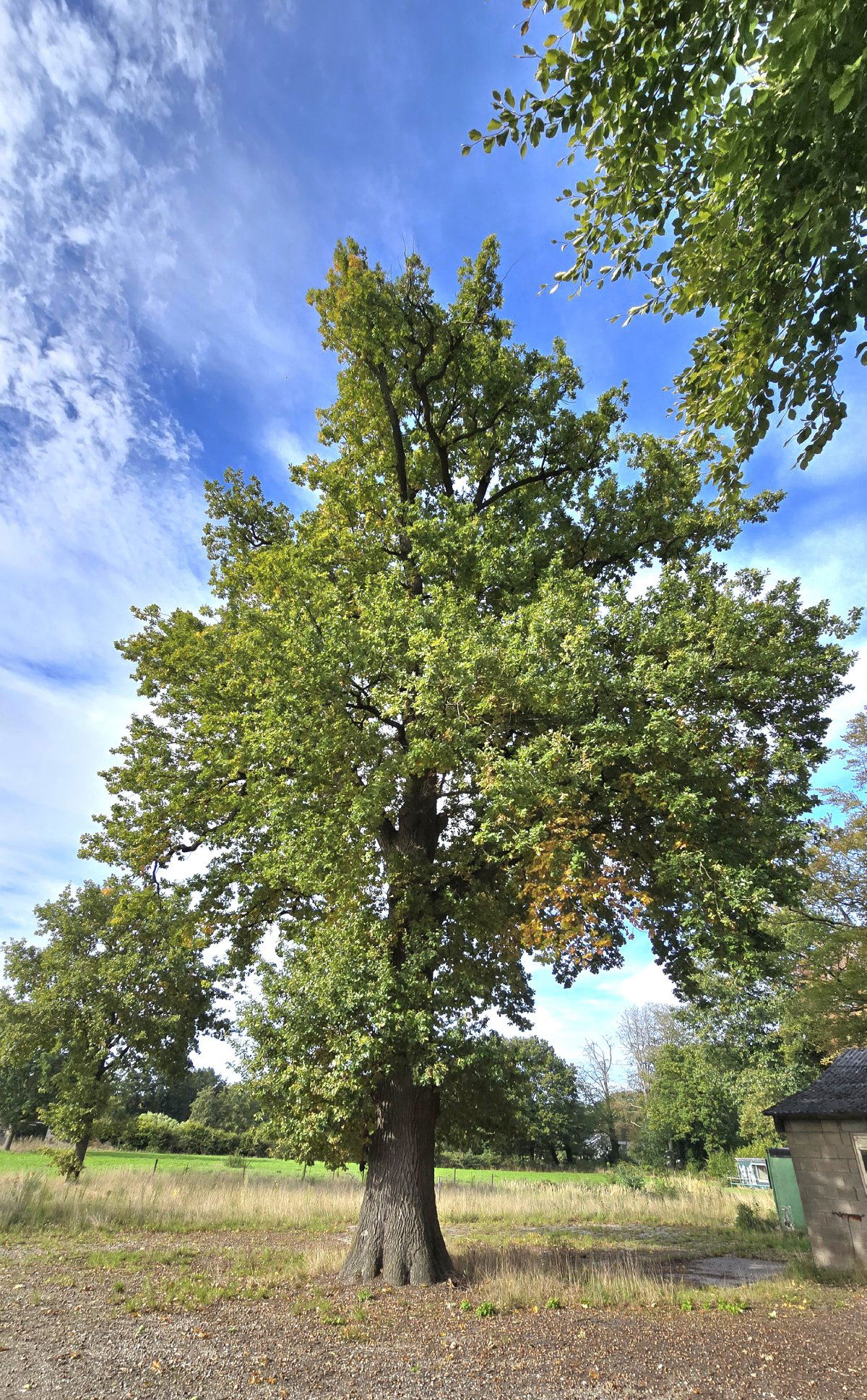 Europese Zomereik Boerderij Beerschoten