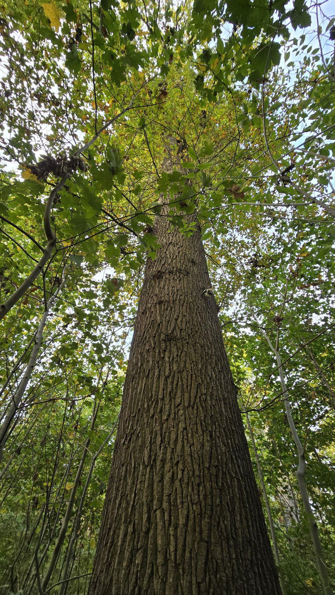 Europese Zomereik Buitenplaats Wulperhorst