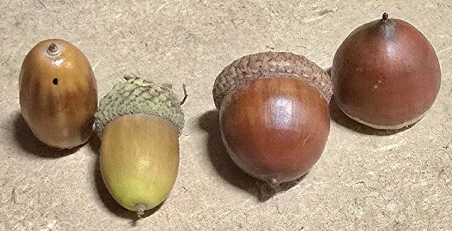 Europese en Amerikaanse eikel