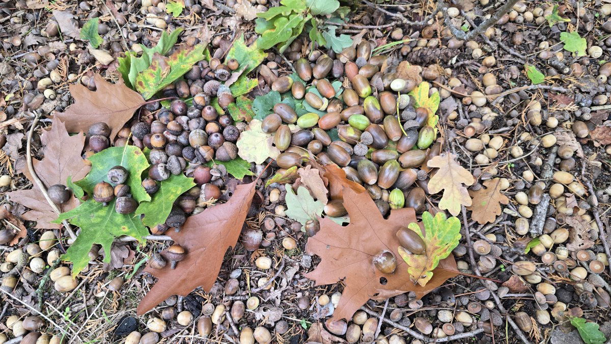 Europese en Amerikaanse eikels