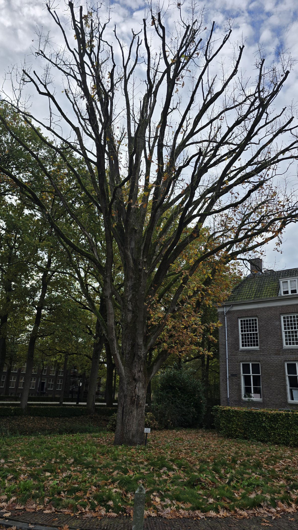 Hongaarse/Sloveense eik 1955