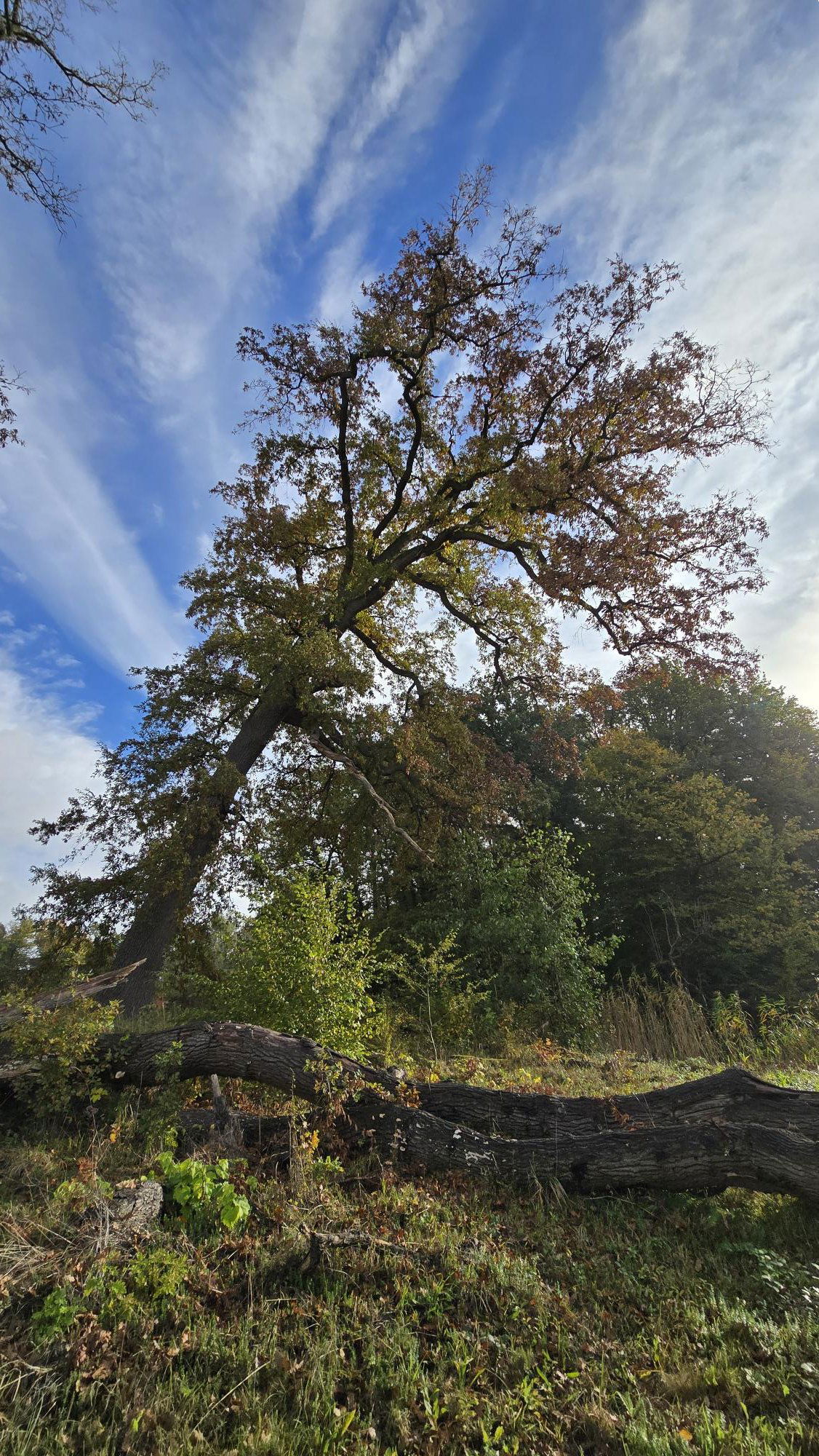 Moseik 1 met afgebroken hoofdtak