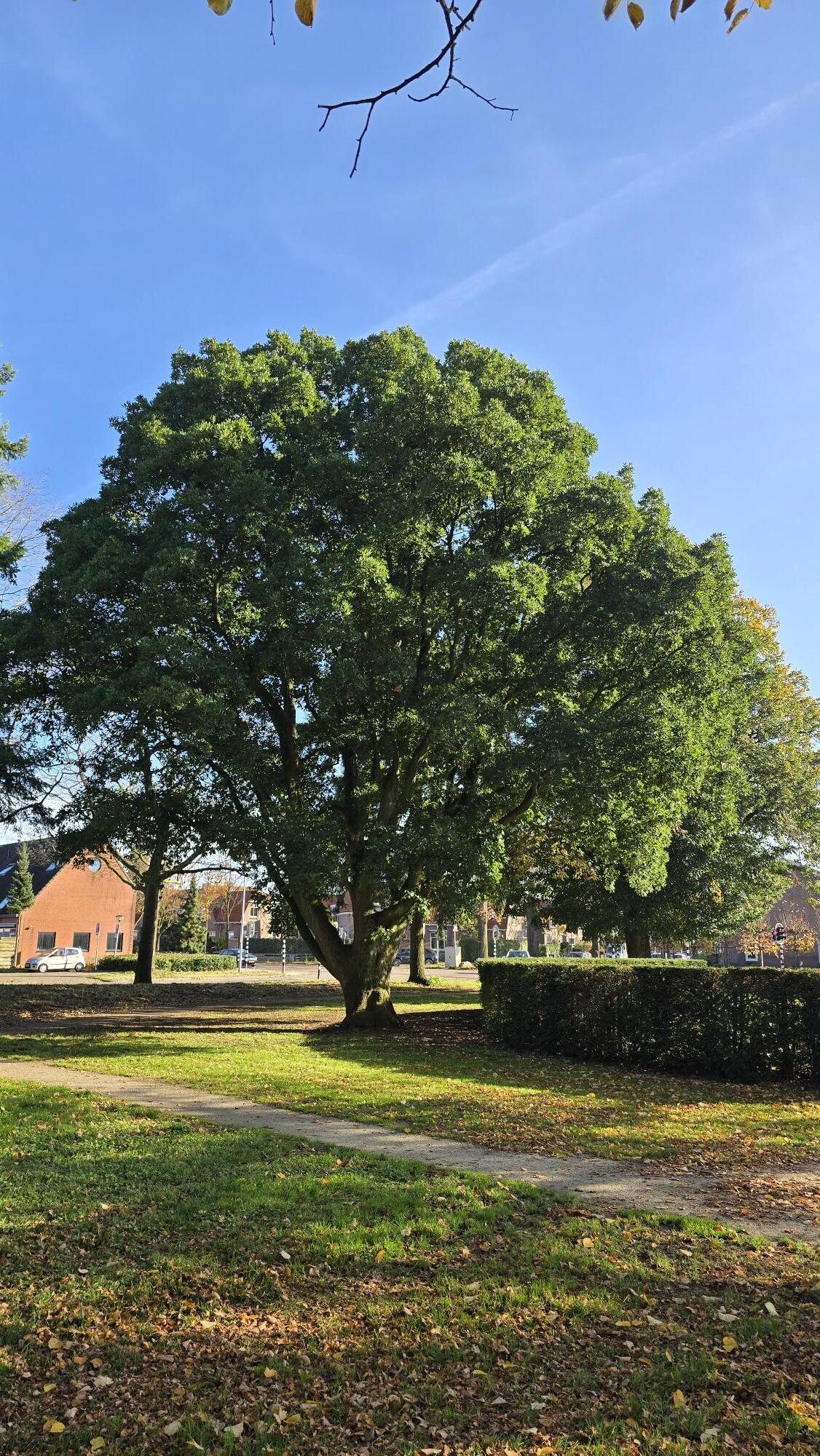 Europese Wintereik Gijsbert van Lennepplein