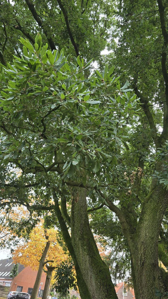 Hybride zomereik Gijsbert van Lennepplein