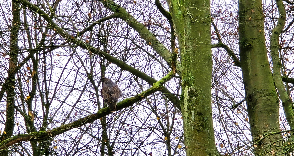 Damn, there's that buzzard again.