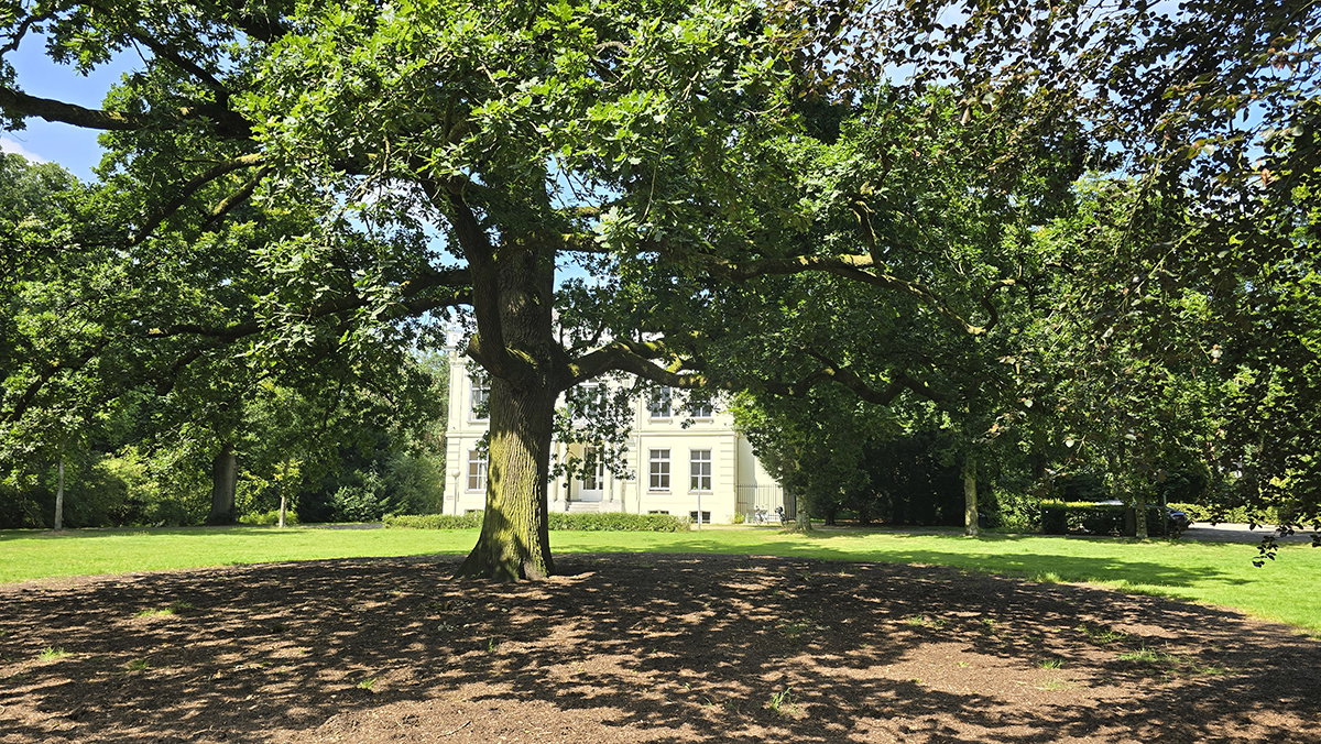 Monumental oak from 1856