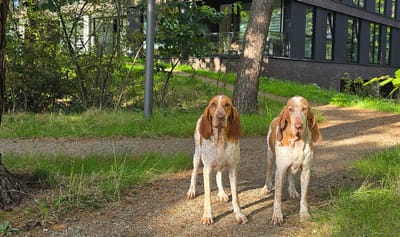 Vernieuwde wijk Kerckebosch Zeist-Oost