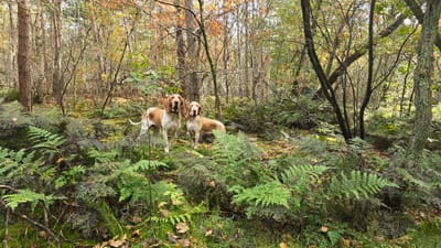 Herfst, zwammen en paddenstoelen