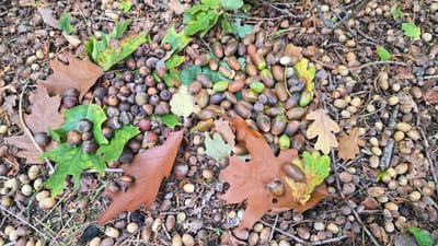 Gevonden in Zeist: Trump Eikel