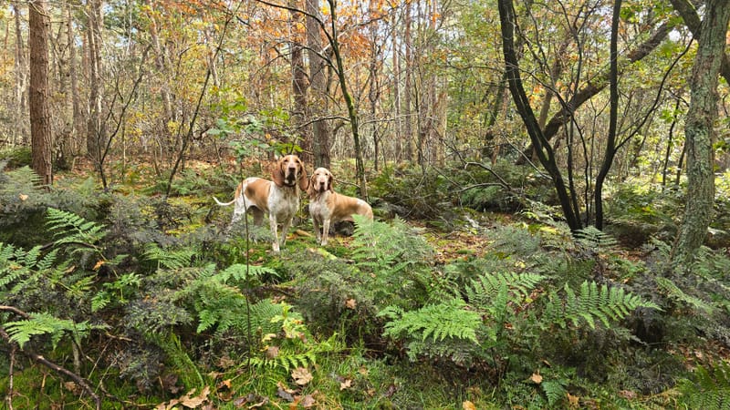 Herfst, zwammen en paddenstoelen