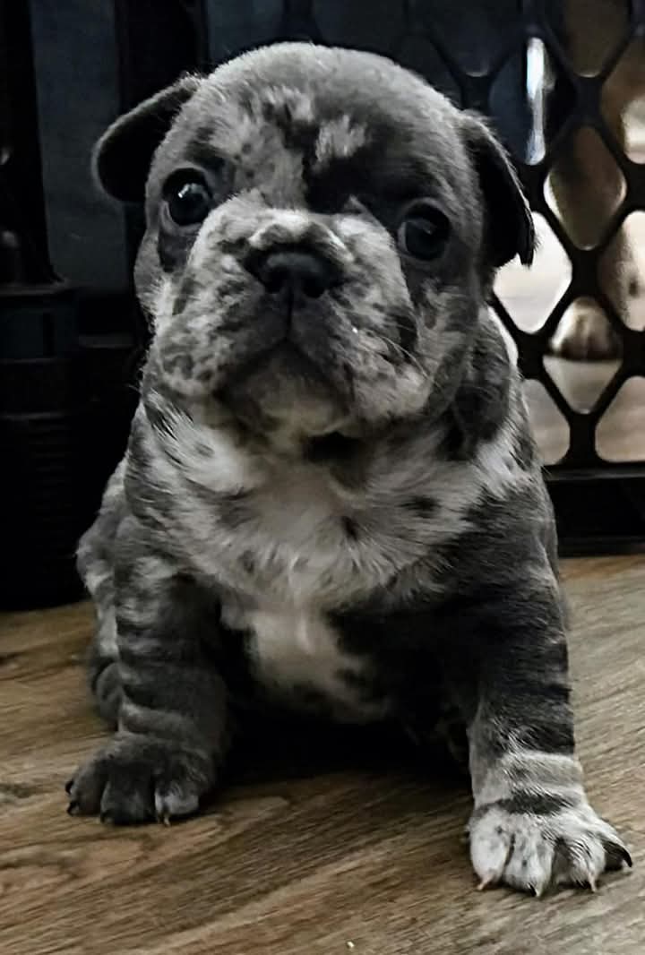 FLASH-.STEAK. Male French Bulldog Puppy Ready To Leave Now!