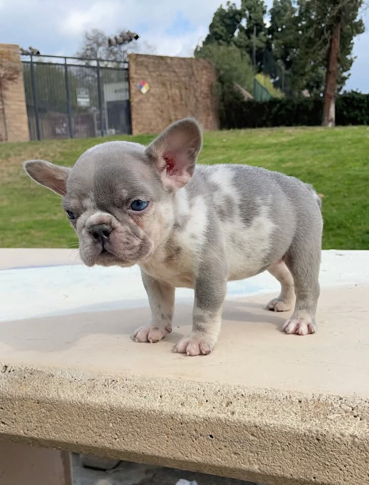 PINE-BLUFF. Frenchie Male Eleven Weeks Old Available!