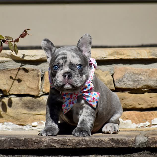 TAGLIATELLE FEMALE ELEVEN WEEKS OLD READY NOW!