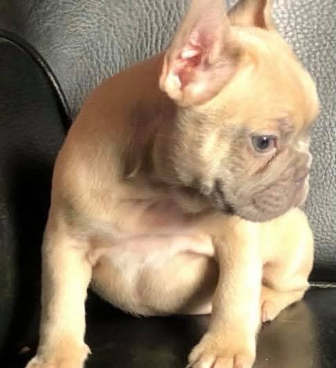 ICE BOX Male French Bulldog Puppy