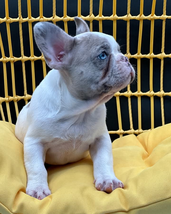 FROZEN YOGHURT. Available Male French Bulldog Puppy