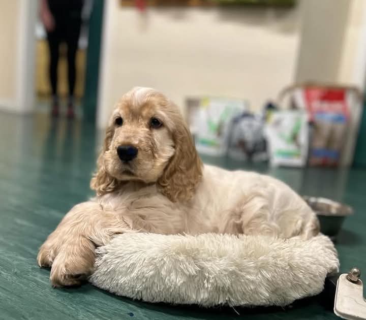 Milk-Shake. Eleven Weeks Old Available And Ready Female