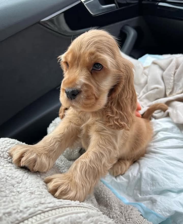 FLASH. Eleven Weeks Old Ready Male.