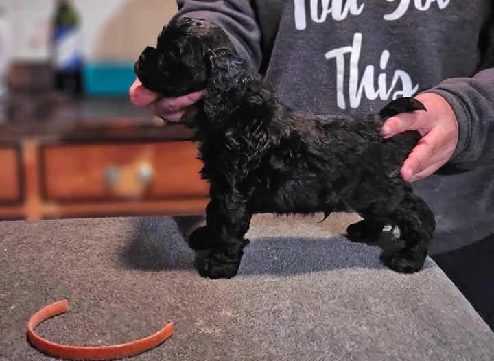 KEITH.  Black Cocker Spaniel. Ready To Go Now!