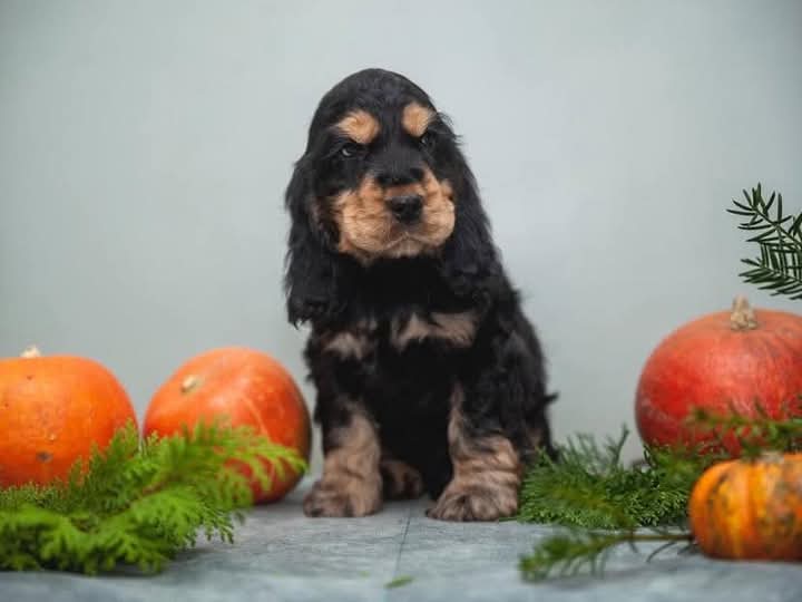 DROID. ELEVEN WEEKS OLD MALE