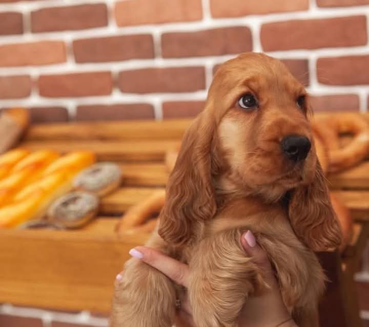 Fuse. Ready Female. Eleven Weeks Old Available!