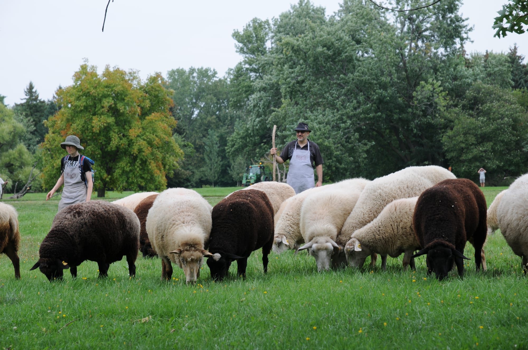 TROUPEAU DE MOUTON.