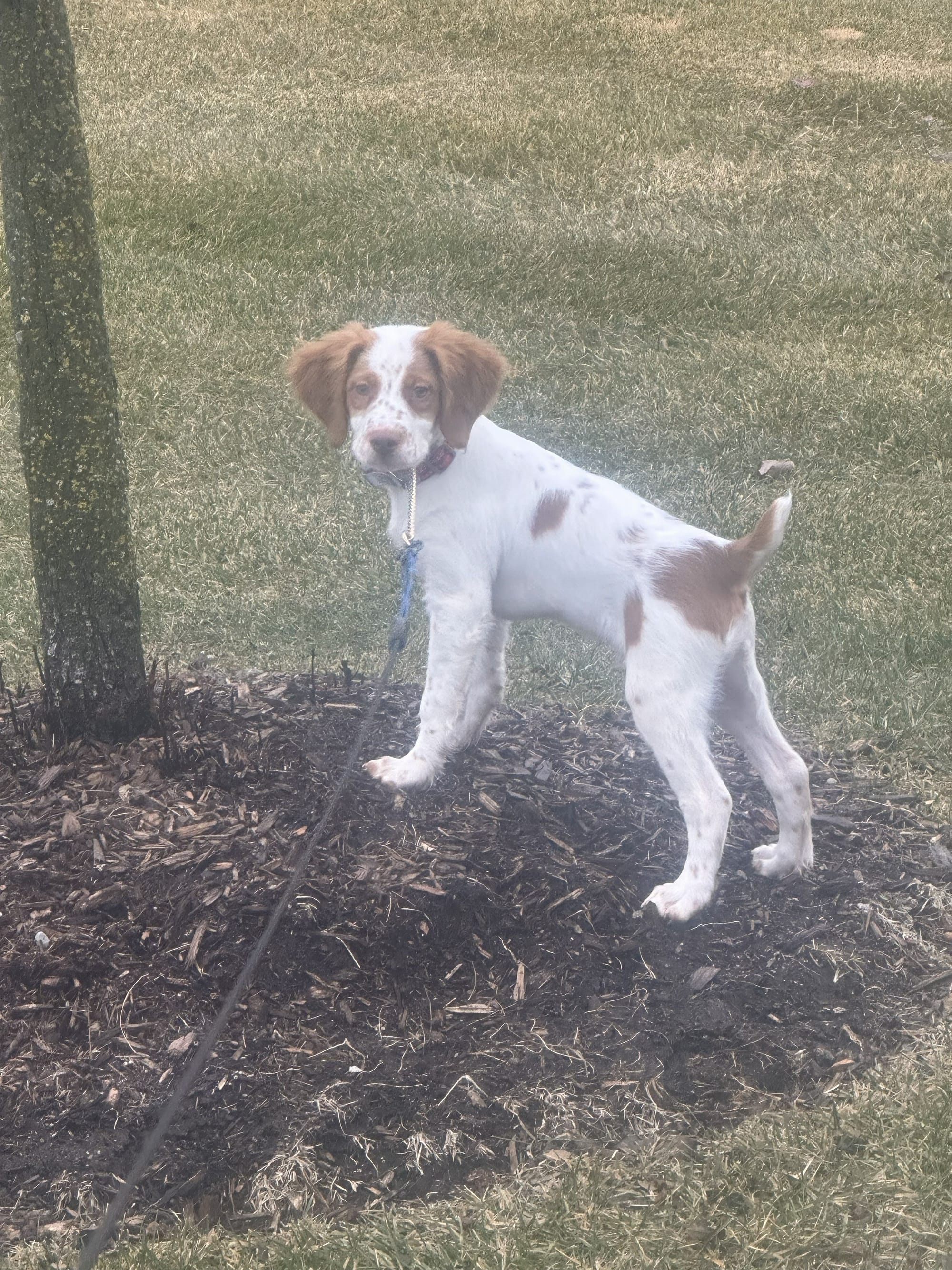 Turkey Creek O'Dee Coopers Ozark Traveler Bodie (whelped 9/24/25)