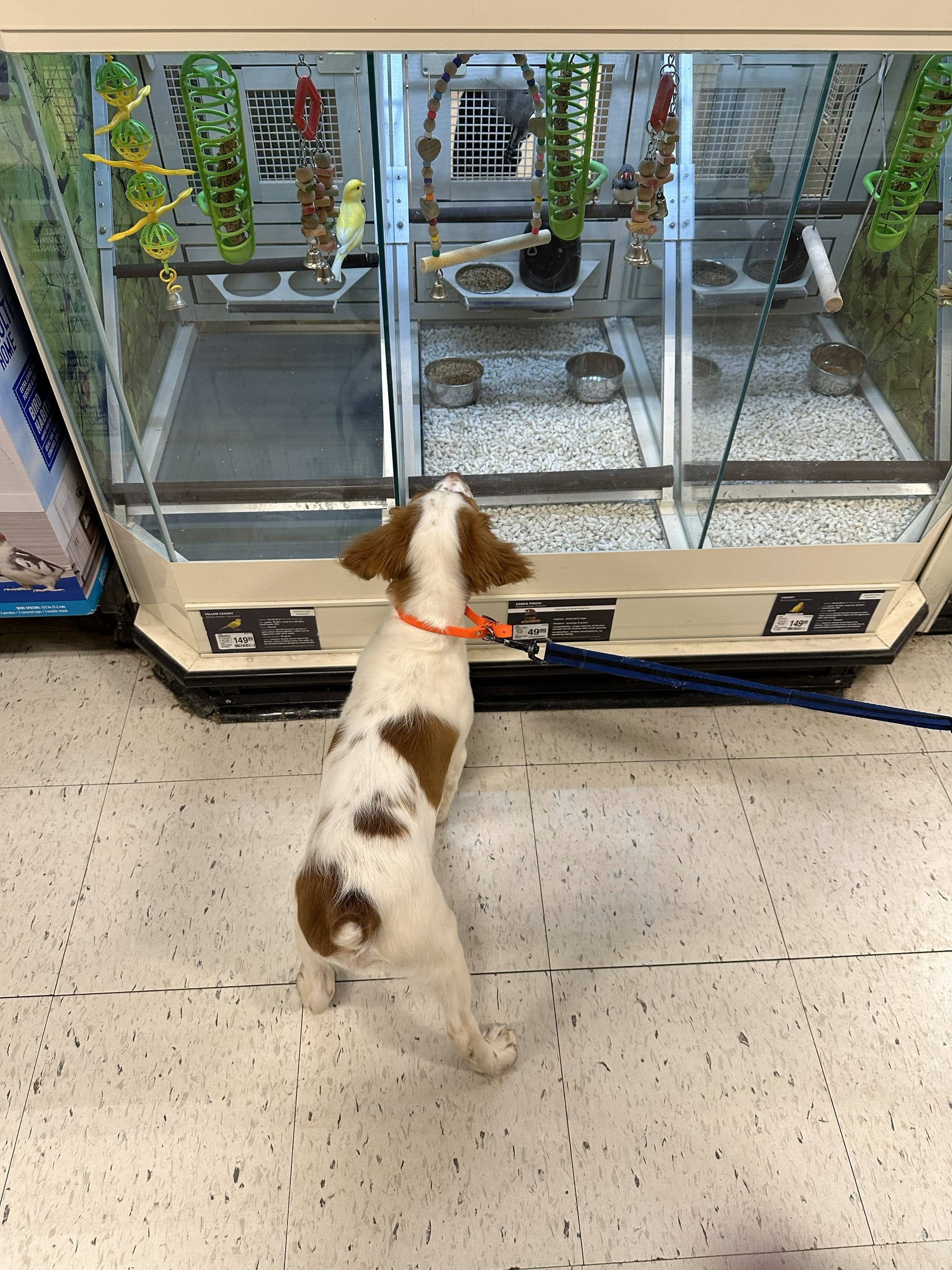 Turkey Creek O'Dee Coopers Ozark Traveler Bodie (whelped 9/24/25)