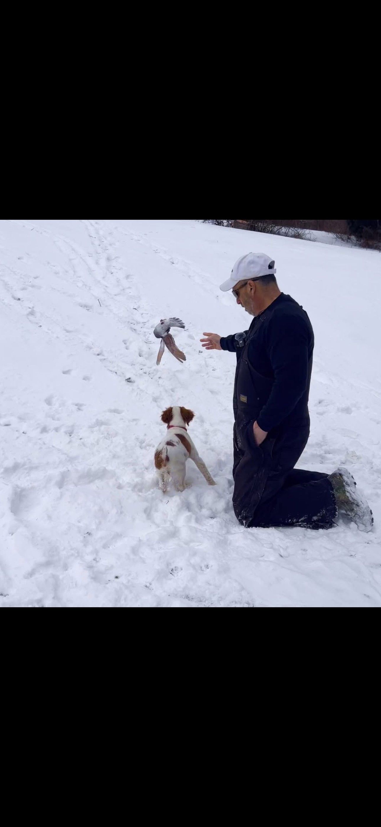Turkey Creek O'Dee Coopers Ozark Traveler Bodie (whelped 9/24/25)