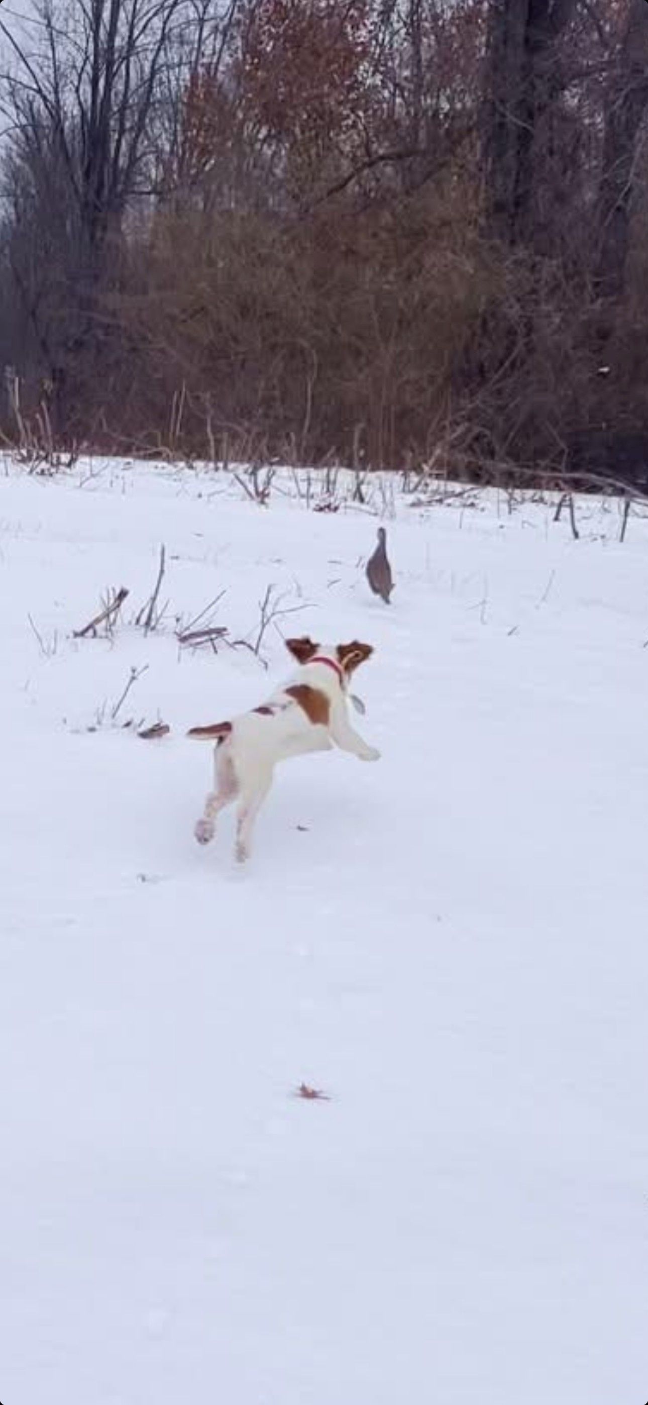 Turkey Creek O'Dee Coopers Ozark Traveler Bodie (whelped 9/24/25)