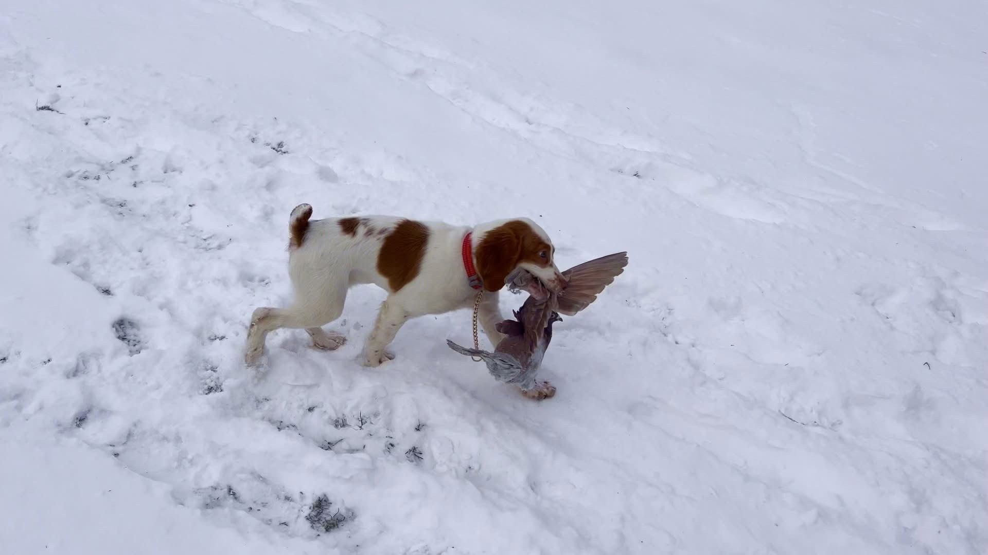 Turkey Creek O'Dee Coopers Ozark Traveler Bodie (whelped 9/24/25)