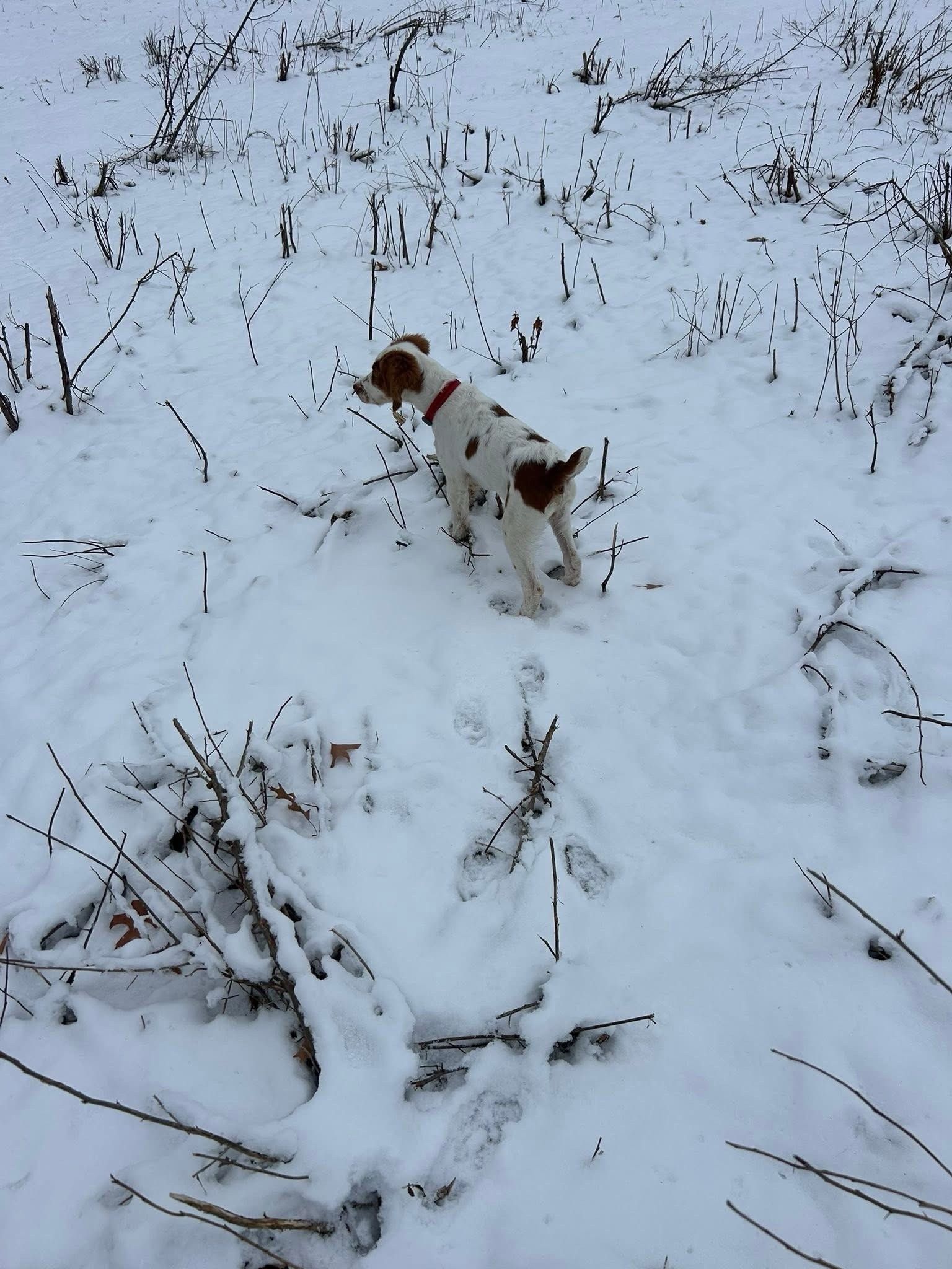 Turkey Creek O'Dee Coopers Ozark Traveler Bodie - 16 Weeks Old Training Session